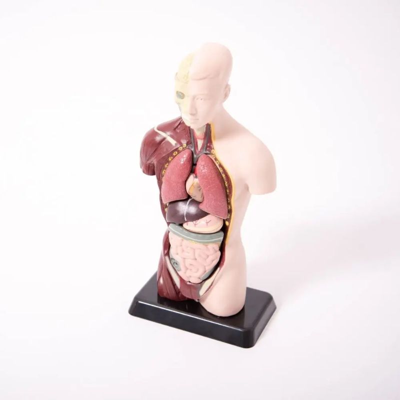 Quarter Scale Anatomical Torso