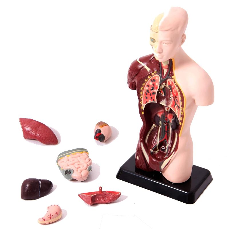 Quarter Scale Anatomical Torso